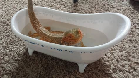 bad dragon bath safe|How to Bathe a Bearded Dragon .